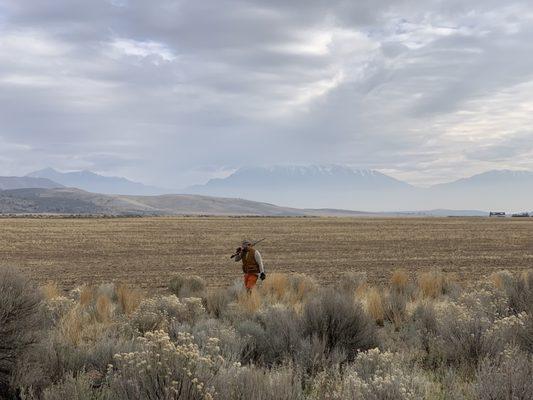 Pheasant hunt