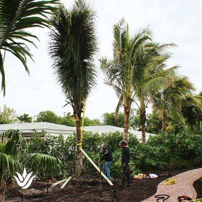 Coconut Palms installation by Landcrafters.