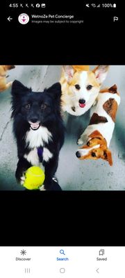 Small Breed Doggie Daycare