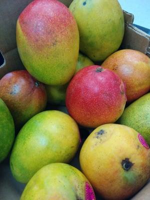 Fresh mangos