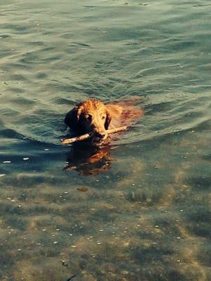 Lexi with her favorite stick of the day :)