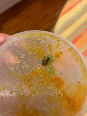 Ordered chicken lamb vindaloo and mint sauce last night. Got a roach in the sauce. WILL NOT order from them ANYMORE .