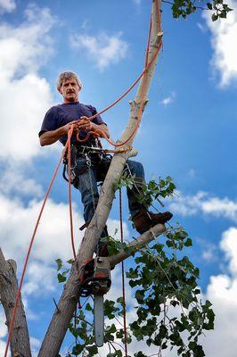 Tree Removal Service Novi