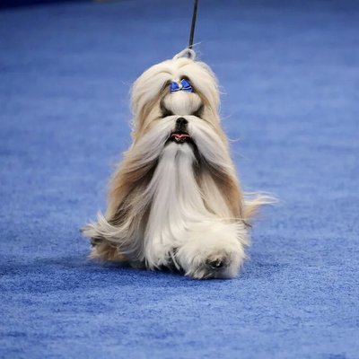 Best in Toy, Comet the Shih Tzu. Bill McCay/NBC