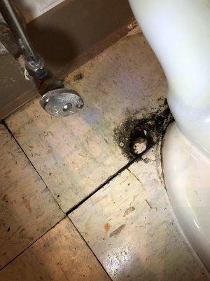 Black mold