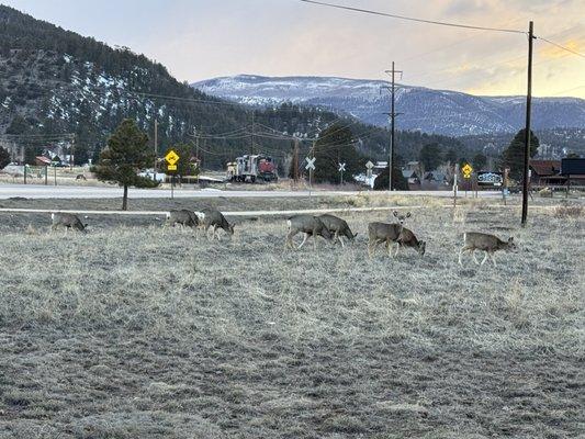 Surrounded by deer!