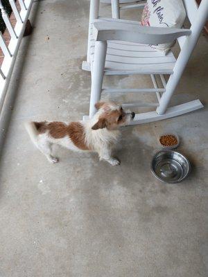 Found on my front porch 8//2/2022. Male small dog. please contact me at bjessip1@hotmail.com