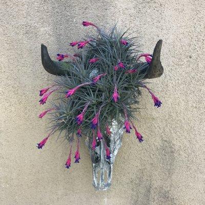 Skull and flowers