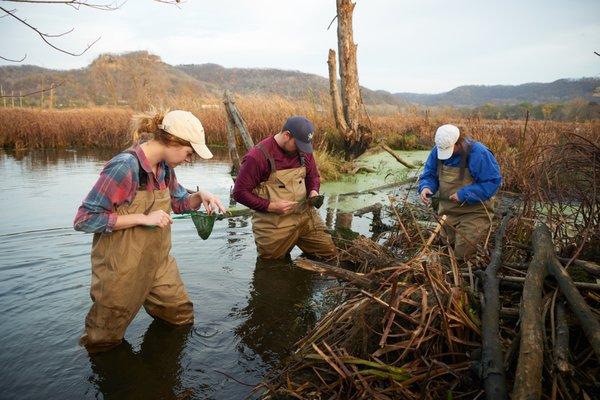 UW-La Crosse student researchers work in the La Crosse River Marsh.