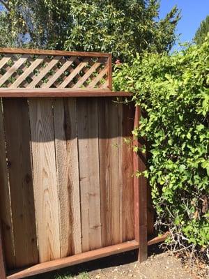 Another hole in the lattice on the side of the fence... The hole underneath is big enough to let my dog crawl right under