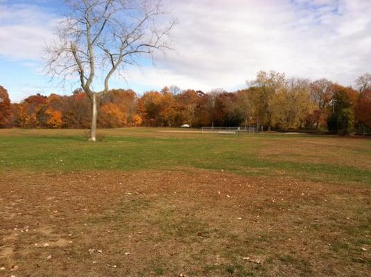 Dog running field