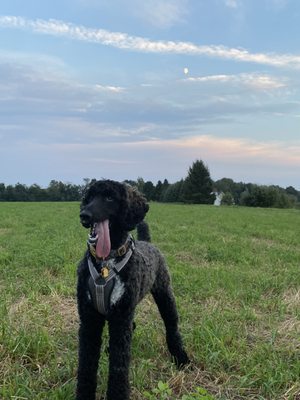 Standard poodle sport cut