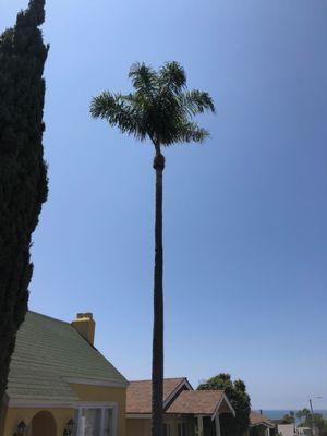 laguna niguel tree removal