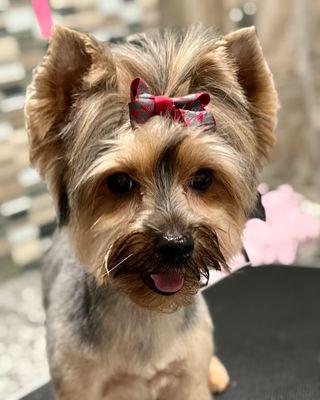 Coco Chanel is rocking her new bow and hairdo!