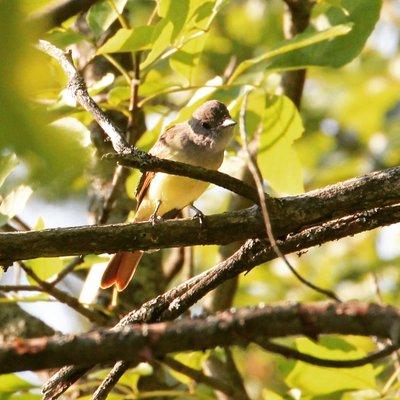 Great Crested Flycatcher