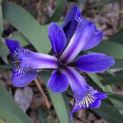 Lots of these pretty Siberian Iris growing wild along the water's edge. Blooms in May/June.