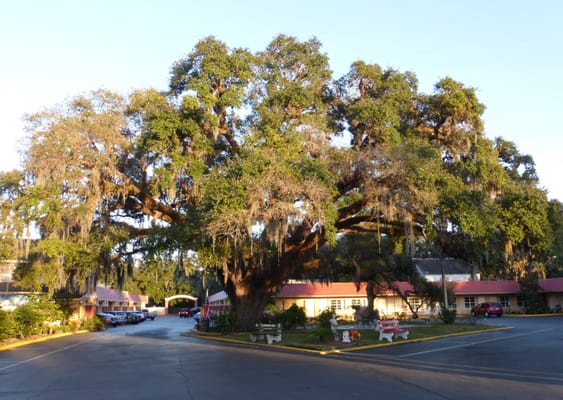 Here she is!  The 600+ year old tree!  If she could talk...