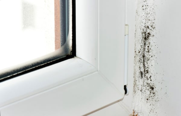 If you see evidence of mold on your ceilings and walls, contact us right away.