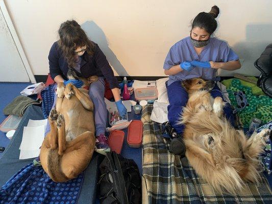 Here are a couple of dog's having their teeth cleaned.