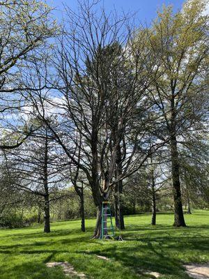 Here is the tree prior to getting started cutting it down one branch at a time