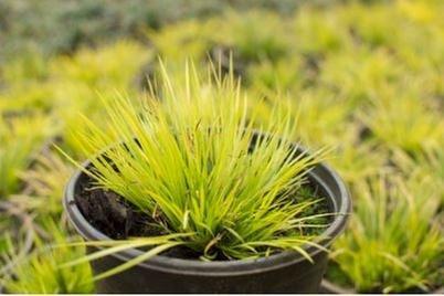 Ornamental Grasses of Puget Sound