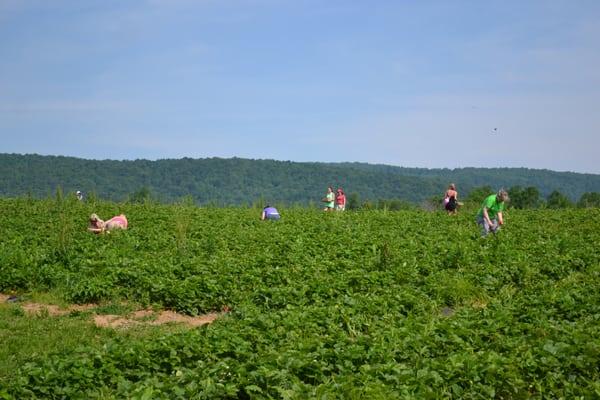 The field had 15-20 rows of strawberry plants.