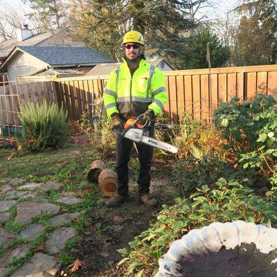 Arborist showing how a sharp saw makes for a safer saw.