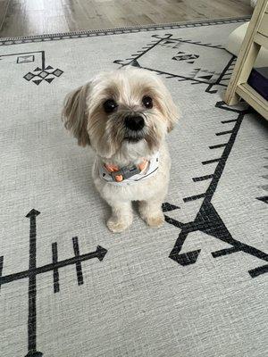 My older one again- his eyes are wide and happy. This was taken as soon as we got him from the groomer today.