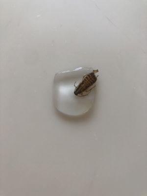 A bug from McDonald's