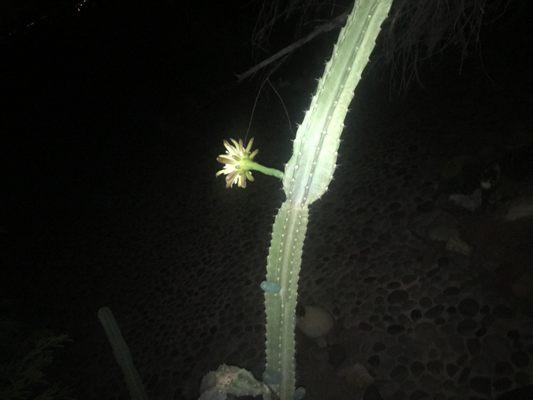 Night time beauty in Tucson Arizona.