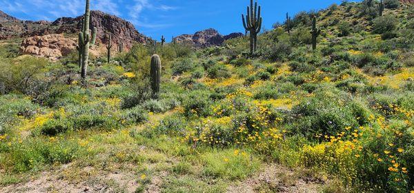 Experience the desert blooming up close on an off-road tour through Bulldog Canyon.