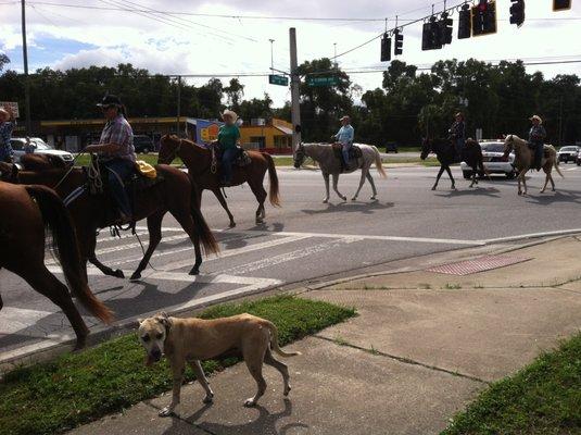 Cattle Drive in Dunnellon