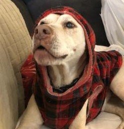 Miss Viki in her plaid hoodie. 14 yrs old.