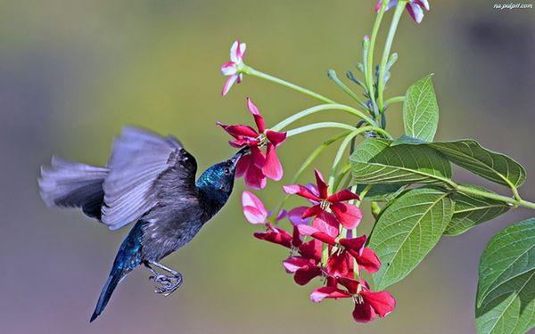 Hummingbird represents the direction of North. Bringing balance in relationships, starting with self. With this totem, energized and rest.