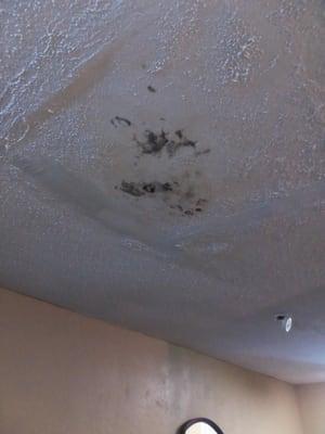 Mold on the ceiling