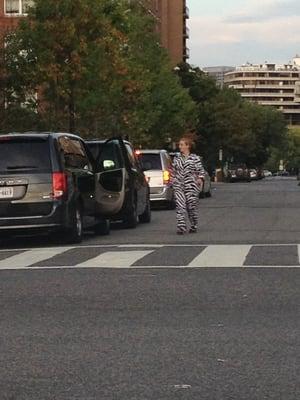 Not everyday you see a zebra walking on its hind legs!