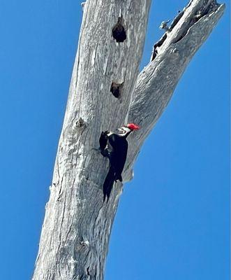 Pileated woodpecker doing WORK on his beachfront condo.