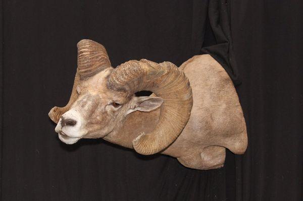 Desert Bighorn