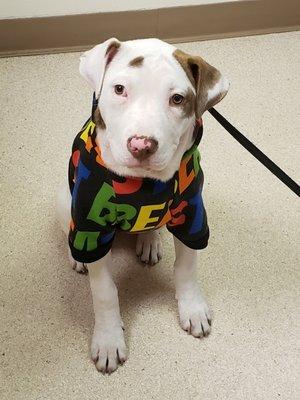 Eve at cedar veterinary hospital for her check up