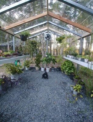 Look at this plant paradise! Our greenhouses are a great option for houseplants that need a consistently warm environment and they also make