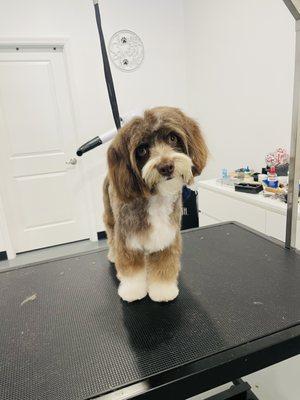 Puppy cut on BB