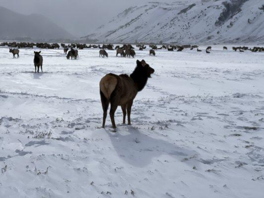 Elk female showing her behind