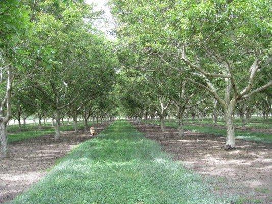 Mature Walnut Orchard... Sold