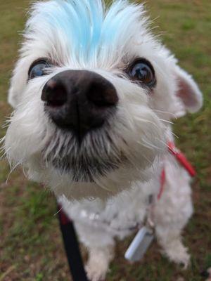 The grooming services are amazing! This is my Maltese who had a blue dog safe dye for our baby shower.