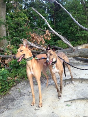 Enzo and Seamus. Adopted from GFNC