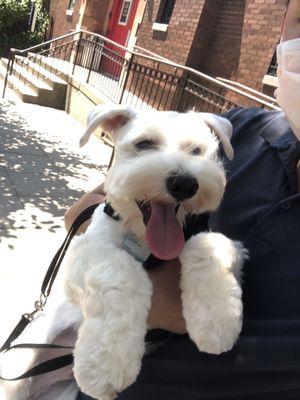 Coco the white Schnauzer after Andria groomed him