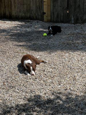 Penny and Sadie