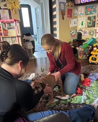 Royal getting his first chiropractic adjustment