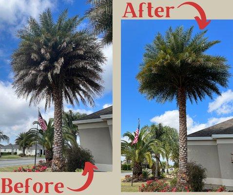 What a difference trimming your palm trees can make to your home exterior!