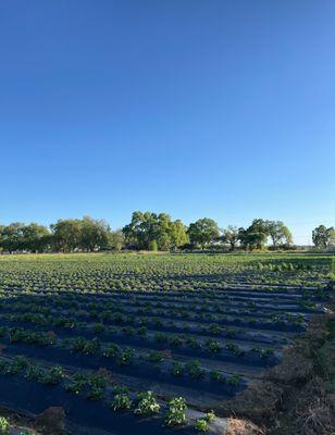 Farm view